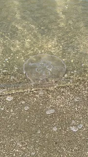 A jellyfish is washed up on the sandy shore at the edge of clear shallow water.