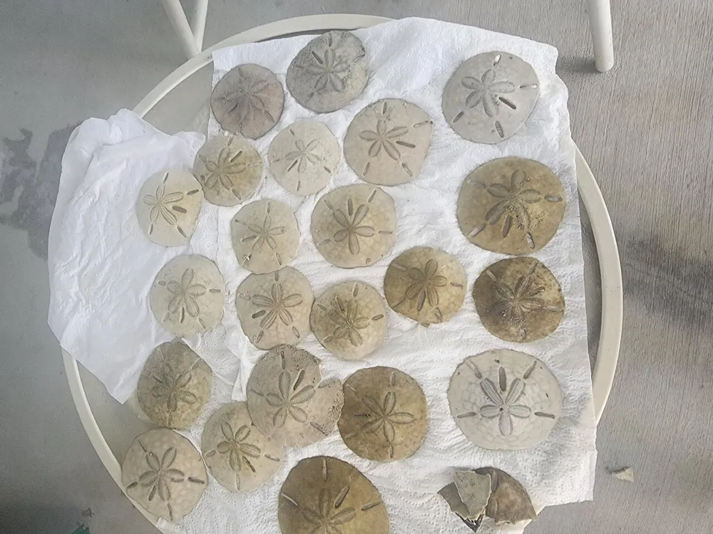 The image shows a collection of sand dollars laid out to dry on a white paper towel which is placed on a circular table