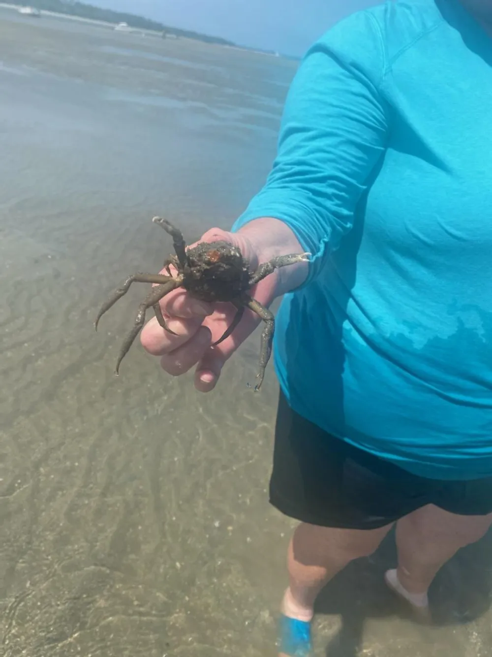 A person in a blue top is holding a large crab at a sandy beach