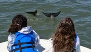 Two individuals watch dolphins swimming near their boat on a sunny day.