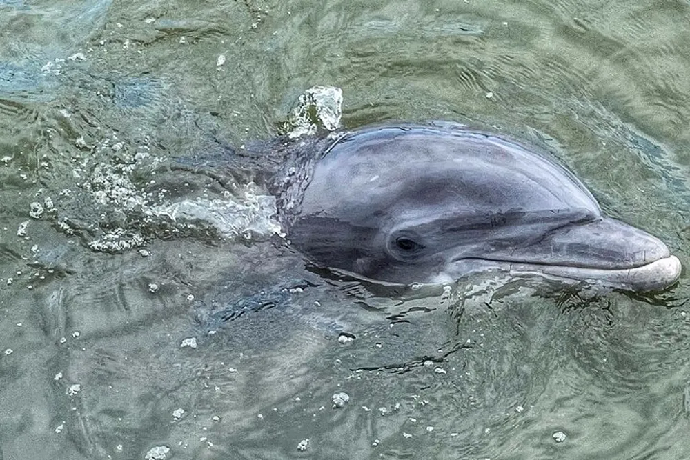 A dolphin is emerging from the water showcasing its head and dorsal fin amidst splashing water