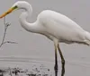 A great egret stands gracefully in shallow water with a keen eye for prey