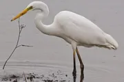 A great egret stands gracefully in shallow water, with a keen eye for prey.