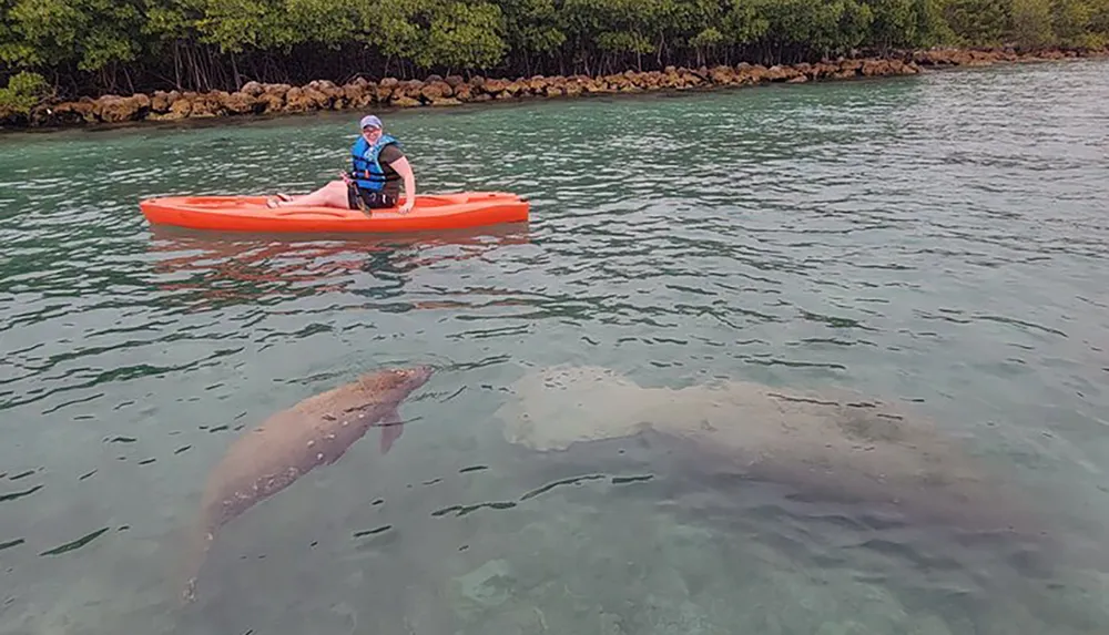 An individual is kayaking in clear water near a dolphin with mangroves in the background
