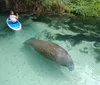 A person is kayaking in clear water above a large manatee