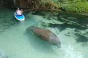 A person is kayaking in clear water above a large manatee.
