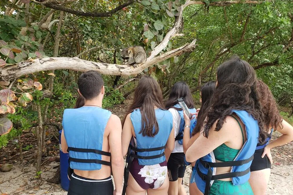 A group of people wearing life jackets are observing a raccoon perched on a tree branch