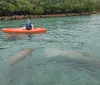 A person is kayaking in clear water above a large manatee