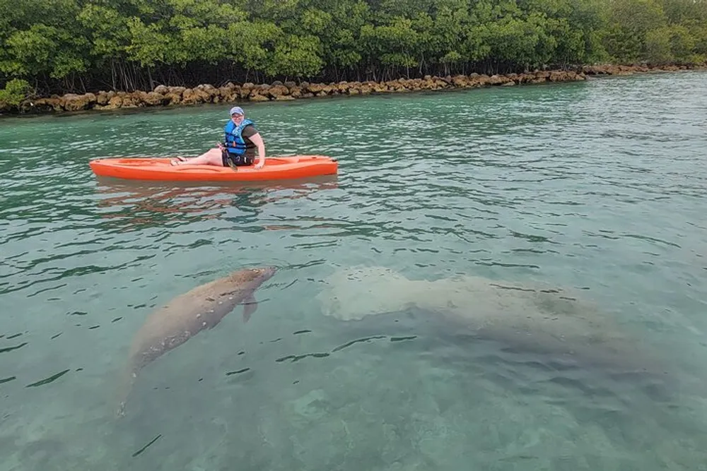A person is kayaking in clear water close to a dolphin near a mangrove shoreline