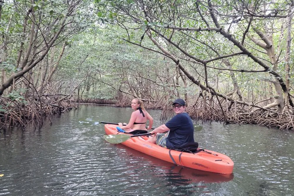 Two people are kayaking through a mangrove forest waterway