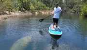 A person is stand-up paddleboarding on calm waters near a riverbank with lush greenery.