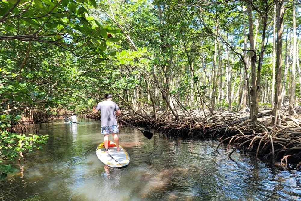 A person is paddleboarding through a tranquil mangrove forest waterway under a sunlit canopy of trees