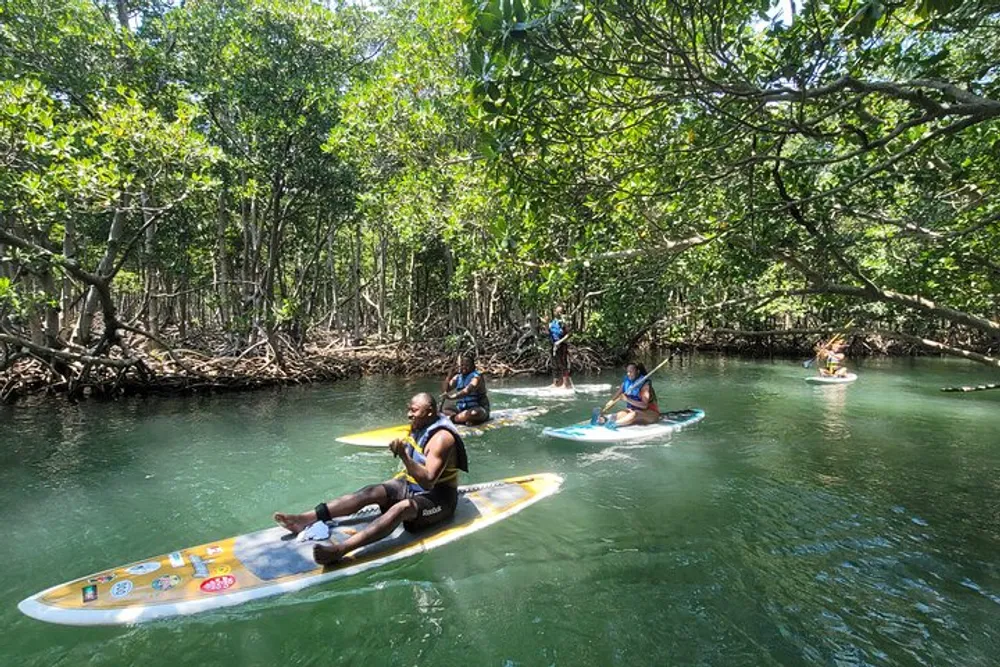 Three individuals are paddleboarding through a serene mangrove forest