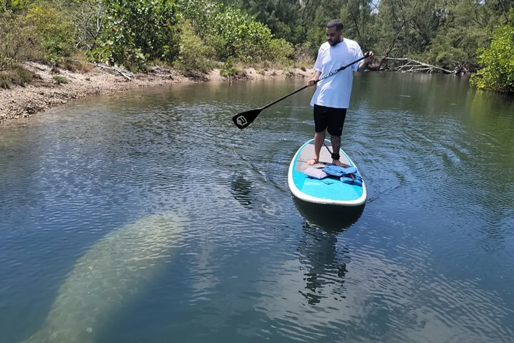A person is stand-up paddleboarding on calm water with the shadowy figure of a large marine animal possibly a manatee or shark visible beneath the surface near the paddleboard