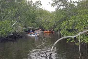 A group of people are kayaking through a tranquil mangrove forest with dense foliage overhead.