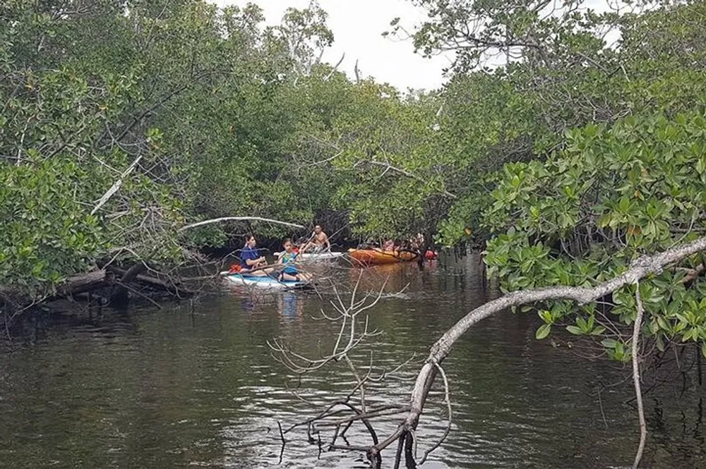 A group of people are kayaking through a tranquil mangrove forest with dense foliage overhead