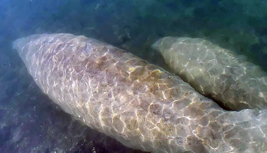 The image shows a large manatee submerged in shallow water, visible from above the surface.