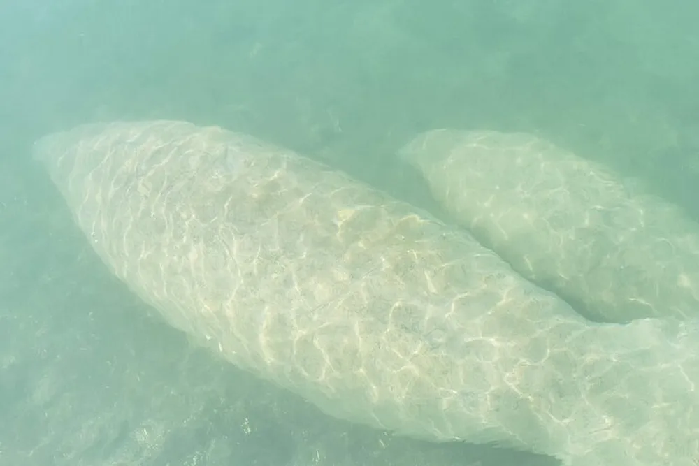 The image shows a large submerged manatee swimming just under the surface of a clear greenish body of water