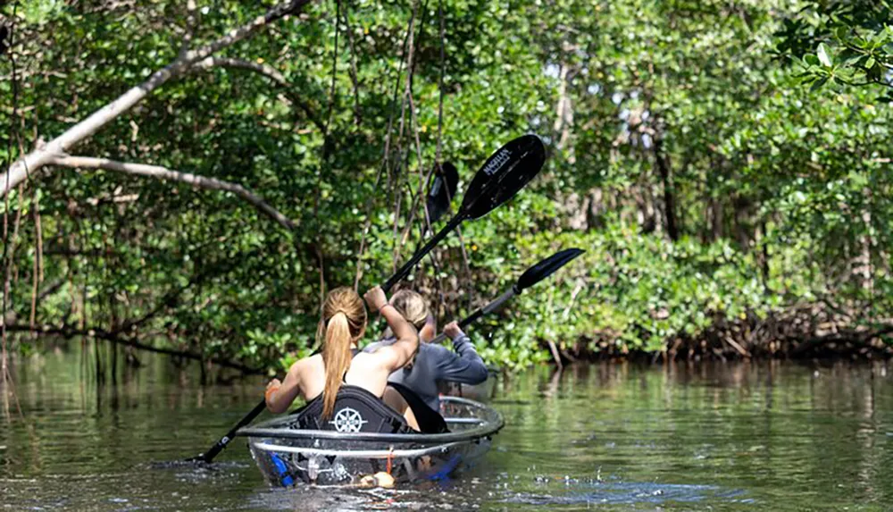 Two people are kayaking together through a tranquil mangrove forest