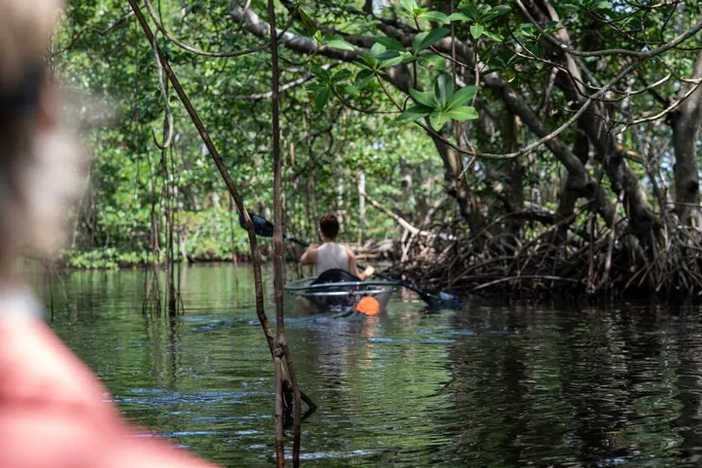 A person is kayaking through a serene mangrove forest