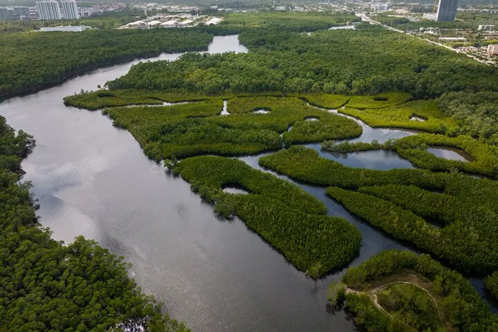 The image is an aerial view of a lush wetland with snaking waterways surrounded by mangrove forests with urban development visible in the background