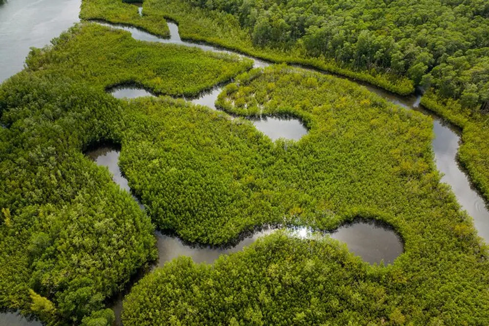 The image shows a lush green mangrove forest intersected by winding water channels