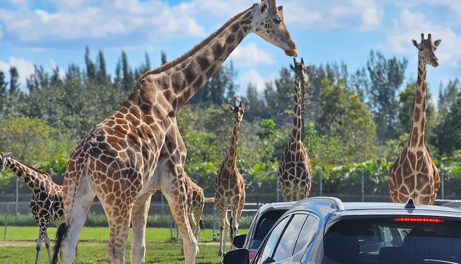 A group of giraffes is standing near parked cars on a sunny day in a natural setting.