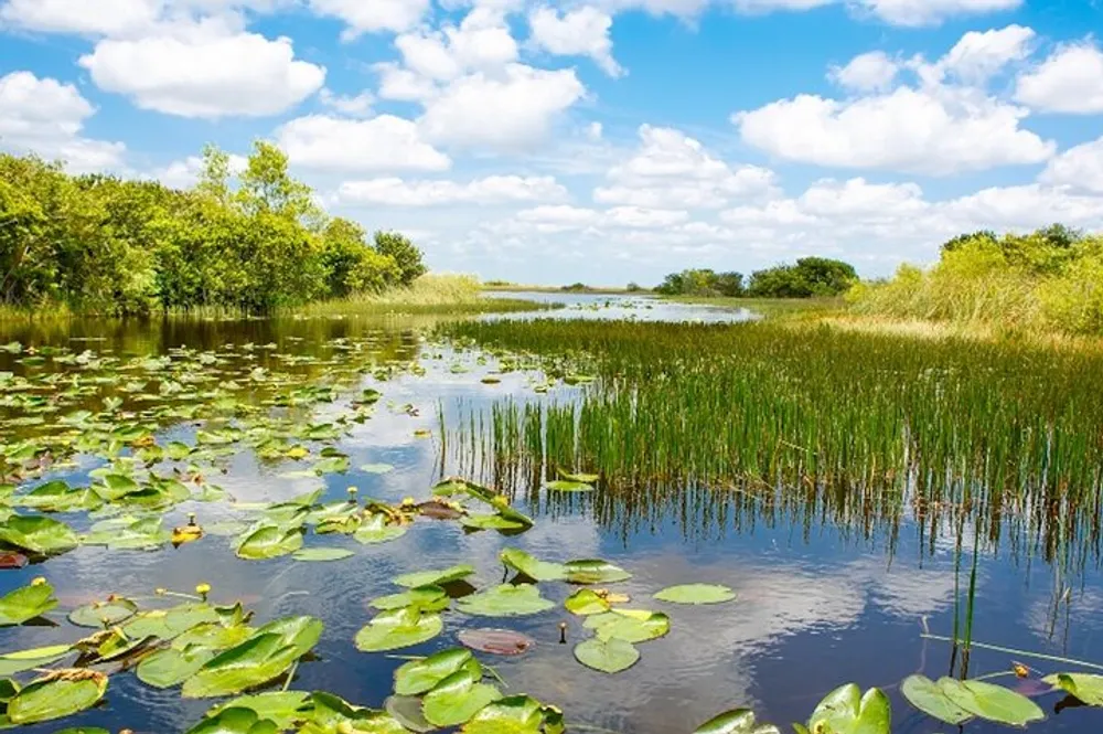 The image captures a tranquil freshwater marshland dotted with lily pads and tall reeds under a partly cloudy sky