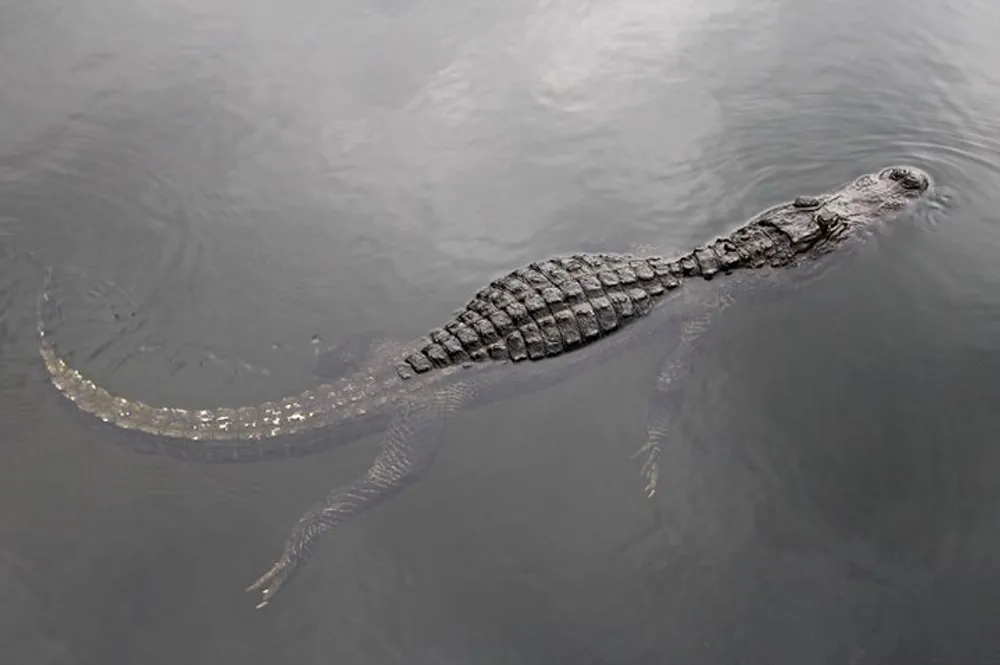 An alligator is floating calmly in murky water with its body partially submerged and its scales and eyes clearly visible