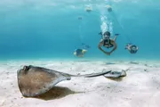 A stingray glides across the sandy ocean floor with scuba divers floating in the background.