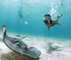 A stingray glides across the sandy ocean floor with scuba divers floating in the background