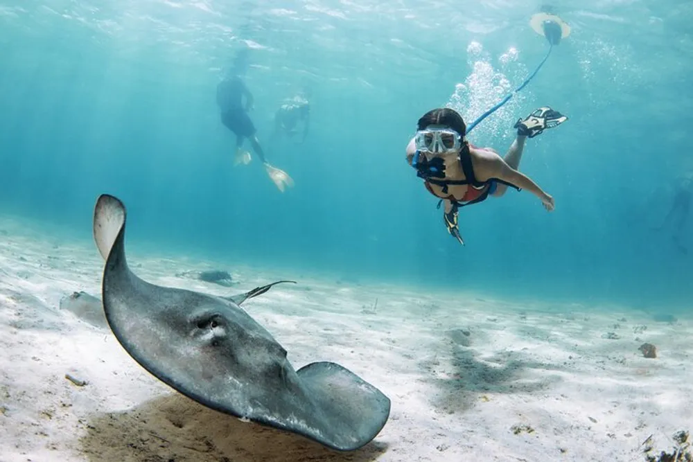 Scuba divers are swimming underwater near a stingray gliding above the ocean floor