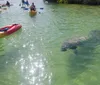 The image shows a group of people in kayaks observing a large manatee in clear sunlit waters