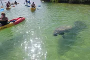 The image shows a group of people in kayaks observing a large manatee in clear, sunlit waters.