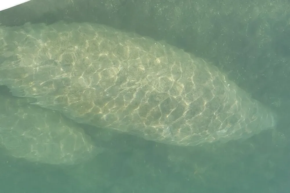 The image shows a large manatee submerged underwater visible through a murky greenish tint