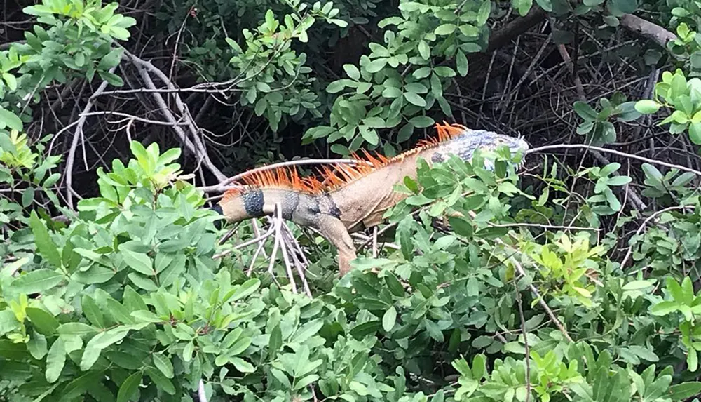 An orange-spined iguana is camouflaged among green foliage