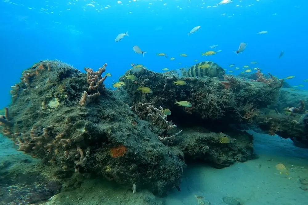 This image depicts an underwater scene with a variety of small fish swimming around coral encrusted rocks on the ocean floor