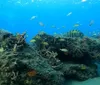 Two people are snorkeling in clear blue water observing underwater life