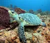 A hawksbill sea turtle is swimming near the ocean floor surrounded by coral reefs