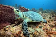 A hawksbill sea turtle is swimming near the ocean floor, surrounded by coral reefs.