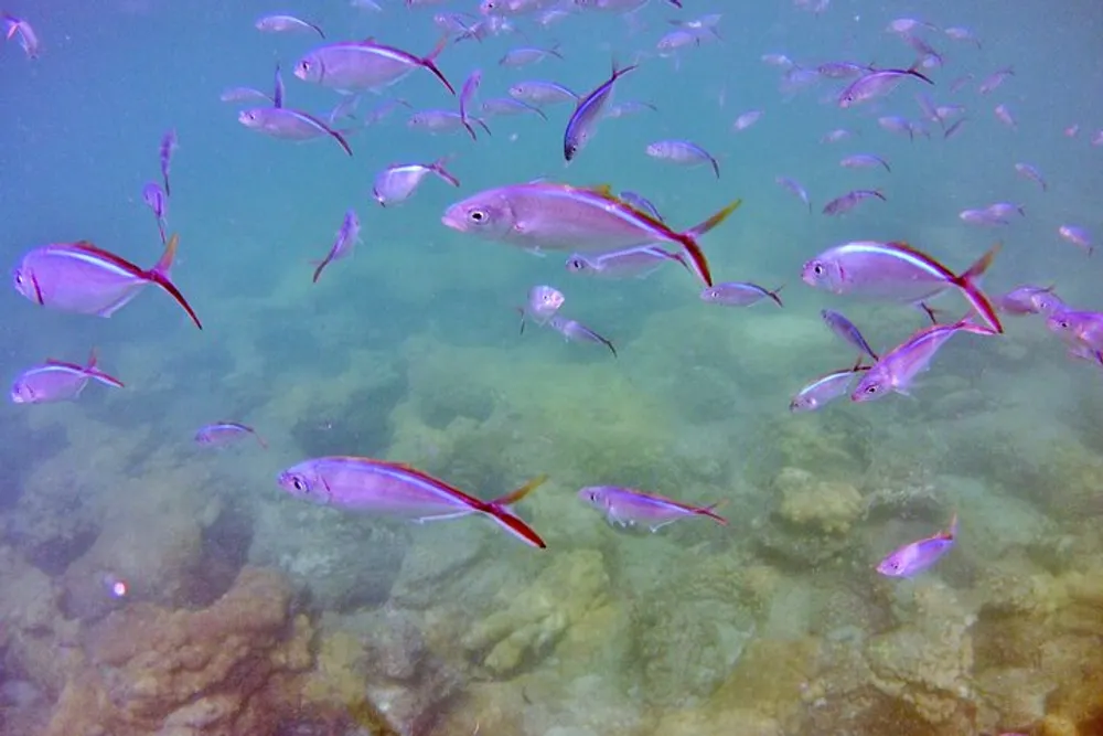 A school of slender silver fish with prominent yellow and red fins swims above a coral reef in clear sunlit waters