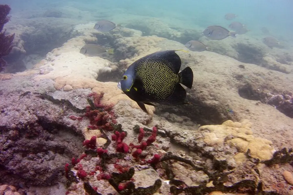 The image shows a striking black fish with white spots and yellow accents swimming above coral reefs surrounded by other smaller fish in a clear underwater seascape