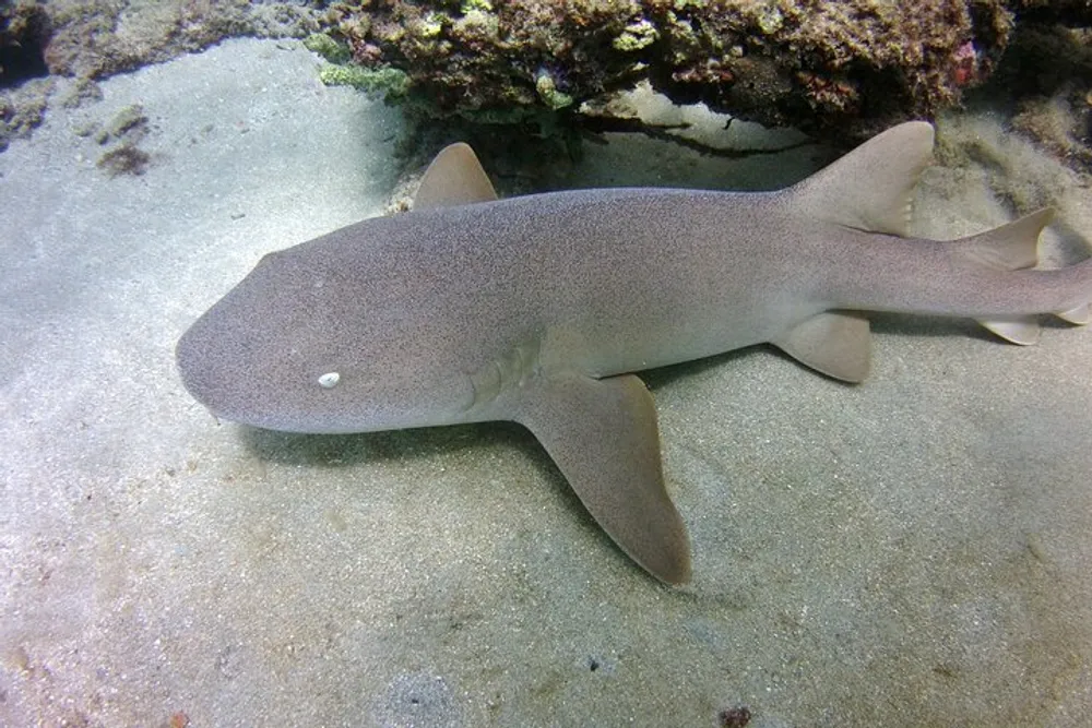 A nurse shark is resting on the sandy sea floor next to a rock structure underwater