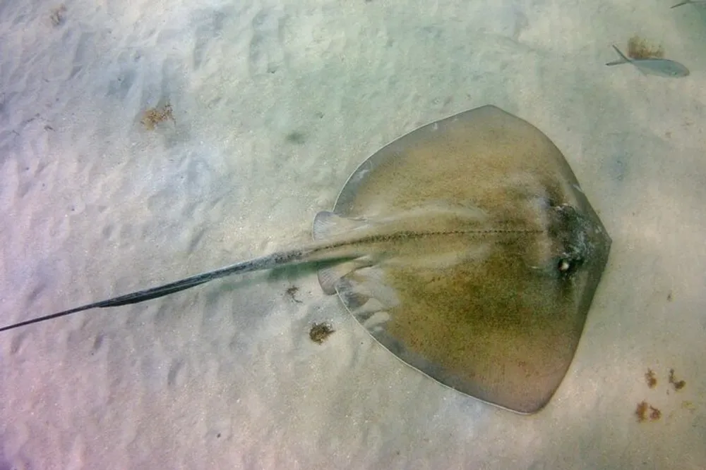 This image shows a stingray gliding over sandy ocean bottom with its long tail trailing behind