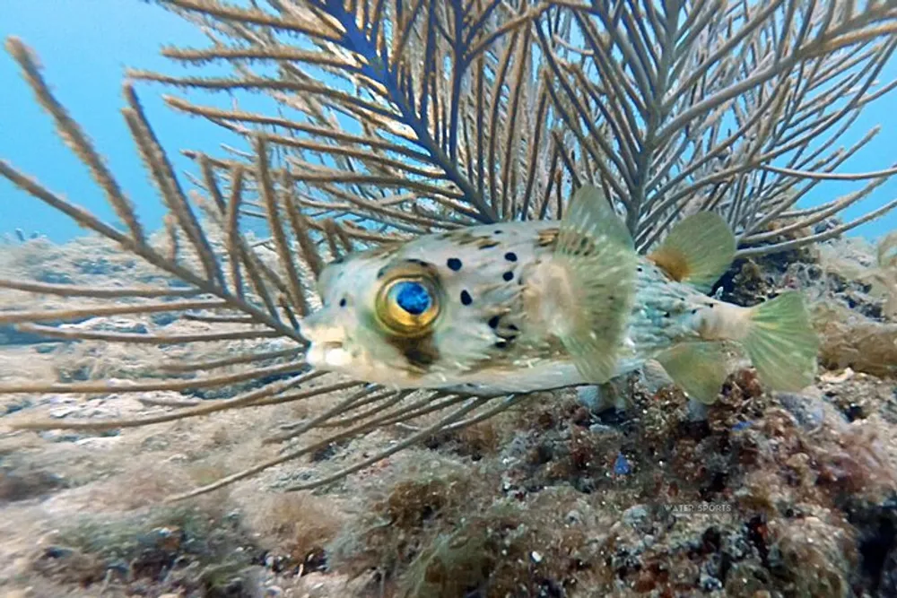 A spotted fish with prominent eyes swimming near a sea fan coral in a clear underwater environment
