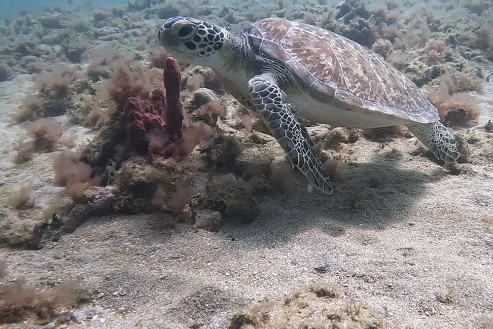 A sea turtle swims near the ocean floor among coral and marine vegetation