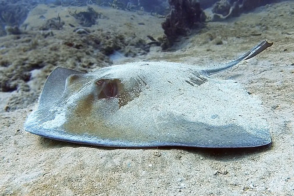 A stingray is partially camouflaged against the sandy sea bottom with aquatic plants in the background