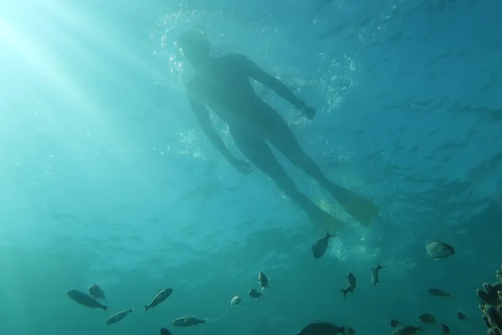 A snorkeler is swimming near the surface of a clear sunlit body of water surrounded by small fish