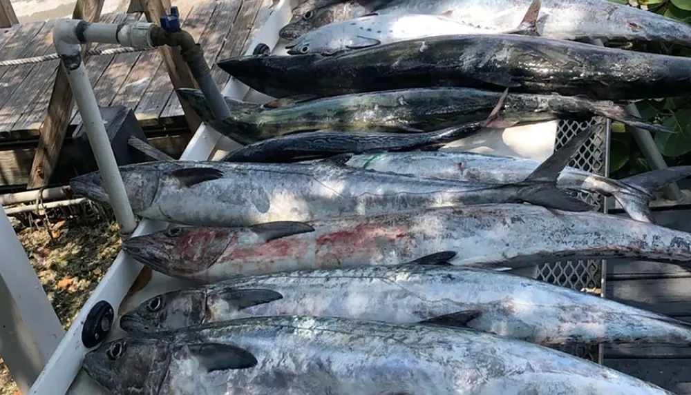 The image shows a collection of large freshly caught fish likely tuna laid out on a boat deck
