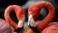 Flamingo Gardens